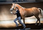 Pferd International 005
